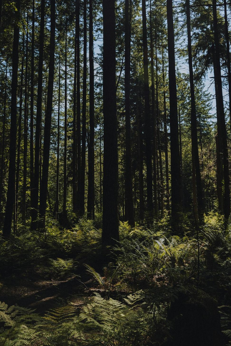 Stanley Park